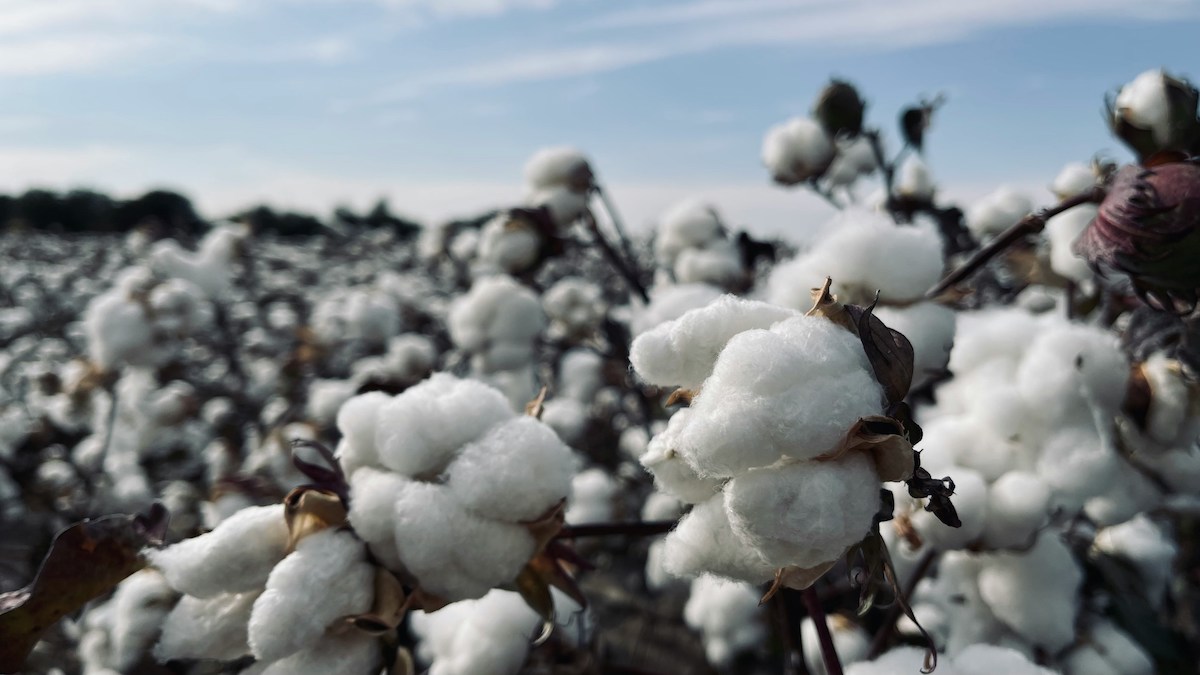 Green Apparel Regenerative Cotton